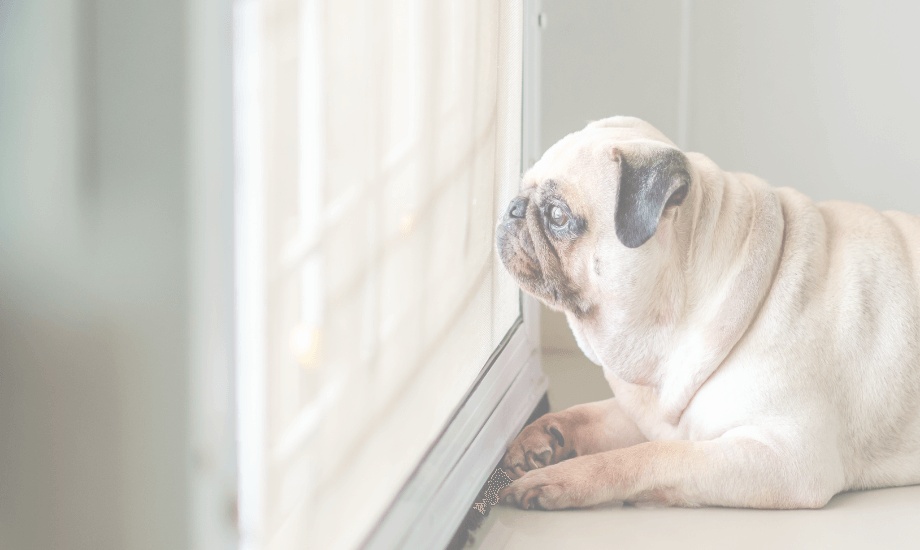 Dog Separation Anxiety Solutions: Tips for a Happier Dog