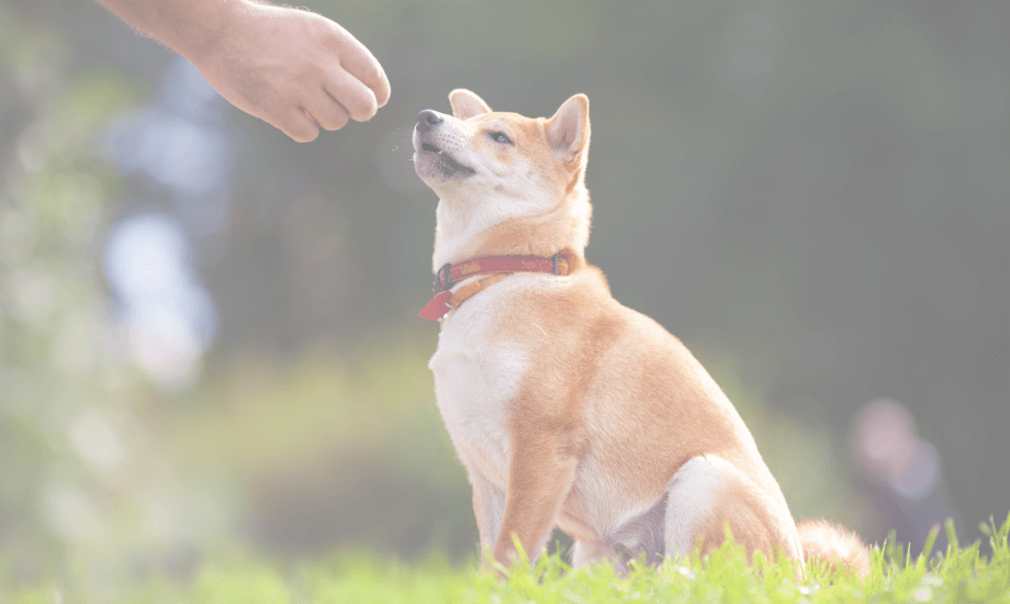 Dog Training Mistakes to Avoid