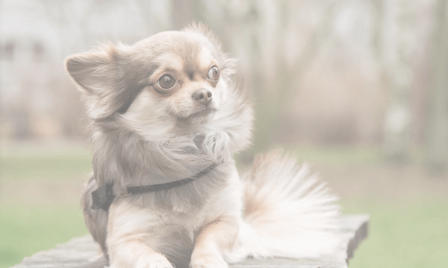 55 Best Chihuahua Names: Spunky, and Full of Personality