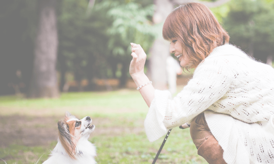 5 Effective Dog Training Commands He Should Know