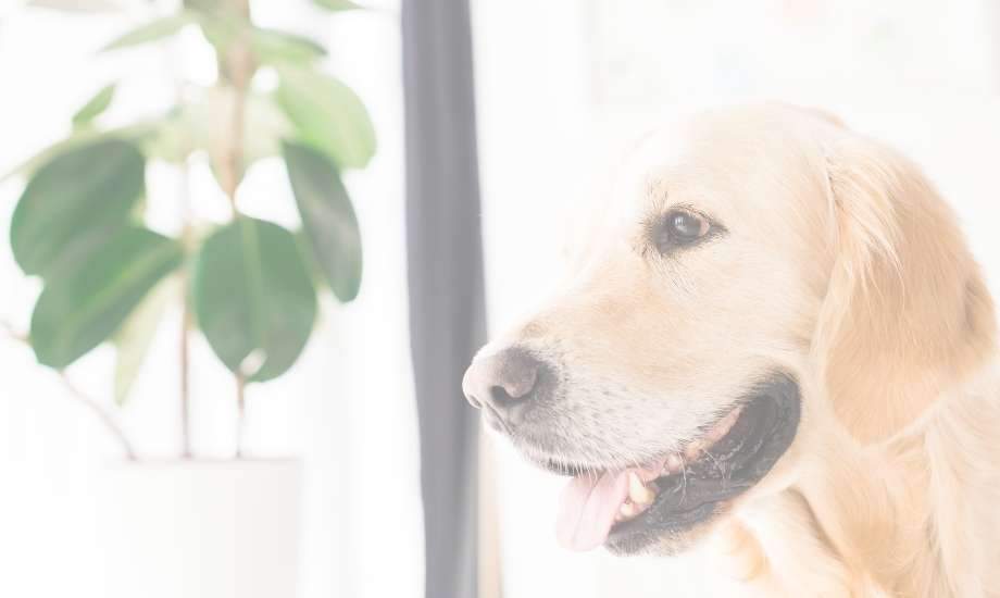 Toxic Houseplants for Dogs: Protect Your Pet's Safety