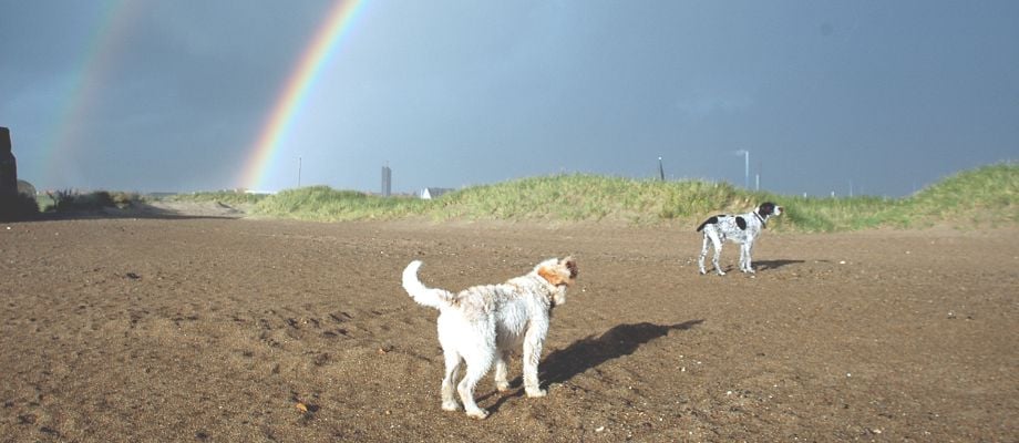 Pet Memorial Ideas to Honor and Remember Your Beloved Pets