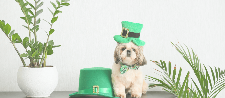 St. Patrick's Day Dog Safety : Tips & Treats