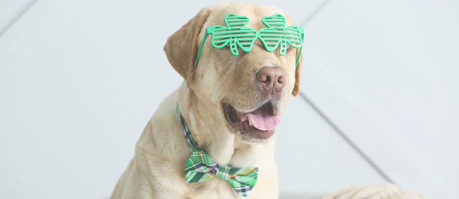 St.Patrick's Day Dog Treats: A Barkuterie Board Recipe