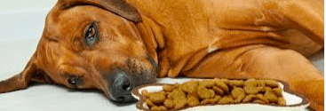 Kibble Companies are Deliberately Poisoning Our Dogs