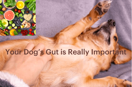 Your Dog's Gut Is Really Important.