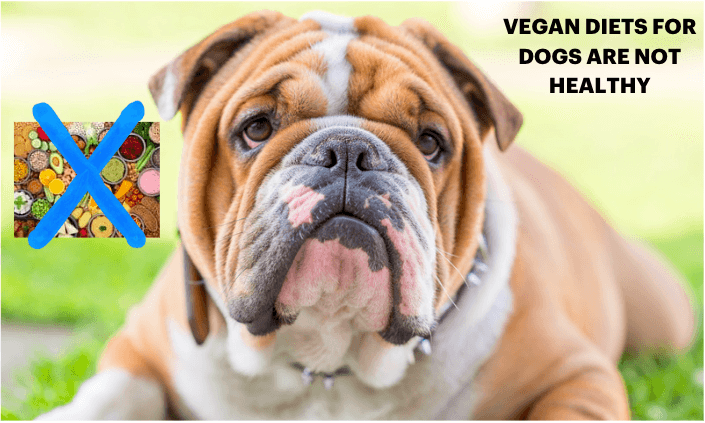 Vegan Diets for Dogs are Not Healthy