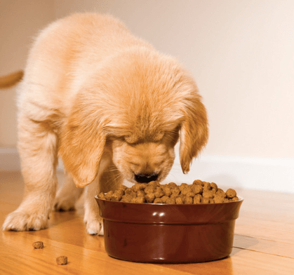 Prescription Kibble Is Regular Kibble, But More Money