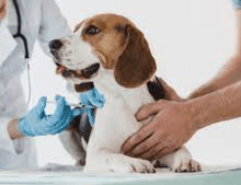 Titer Tests Could Save Your Dog's Life