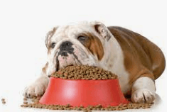 Prescription Kibble is Not the Answer