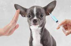 If Your Dog is Sick, Don't Vaccinate