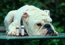 Homeopathy for Bulldogs is Effective