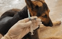 The Distemper Vaccine is not Risk-Free