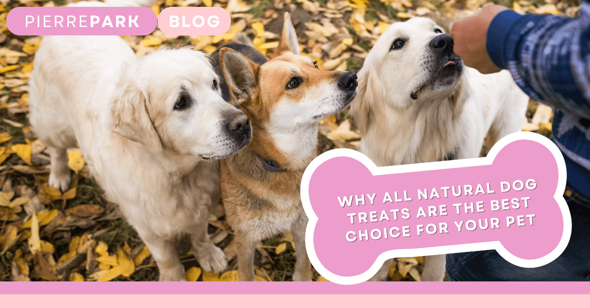 Why All Natural Dog Treats Are the Best Choice for Your Pet