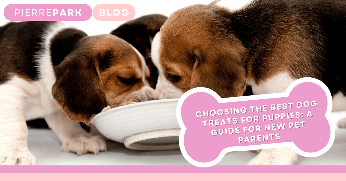 Choosing the Best Dog Treats for Puppies: A Guide for New Pet Parents