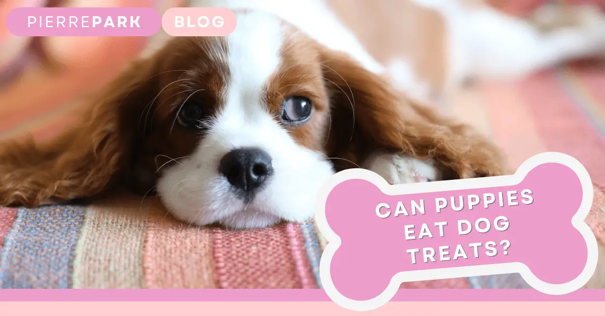 Can Puppies Have Treats 7 Pro Tips for Safe and Tasty Rewards