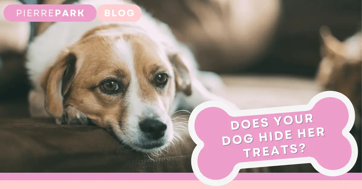 Why Does My Dog Hide Her Treats? Uncovering 7 Surprising Reasons