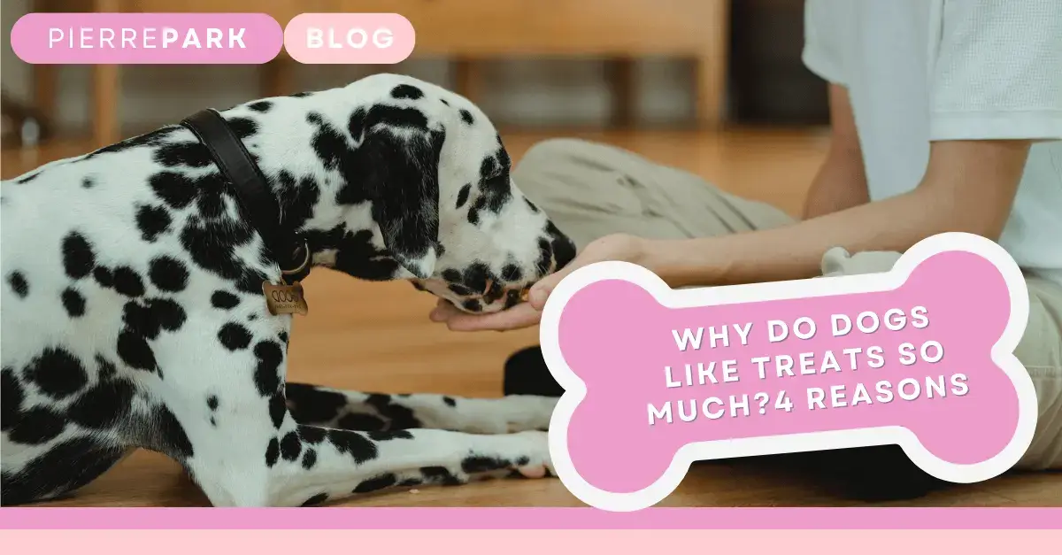 Why Do Dogs Like Treats So Much? 4 Main Reasons