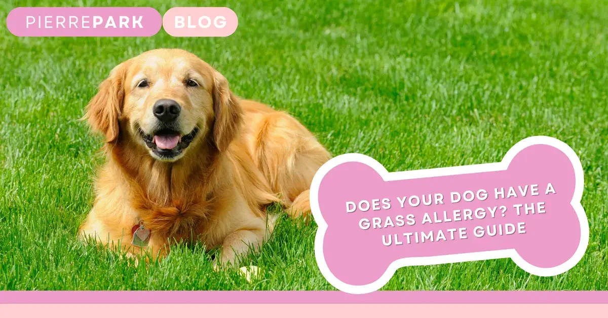 Does Your Dog Have a Grass Allergy? The Ultimate Guide