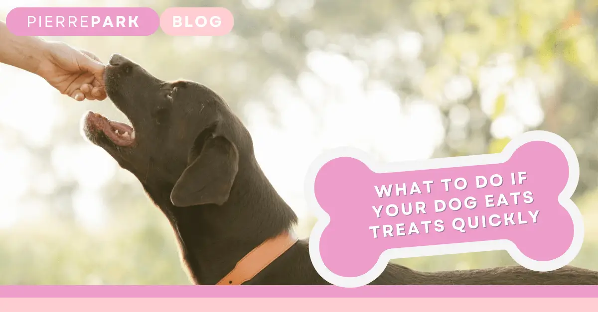 Why Does My Dog Eat So Fast? Expert Tips to Slow Down Speedy Eaters