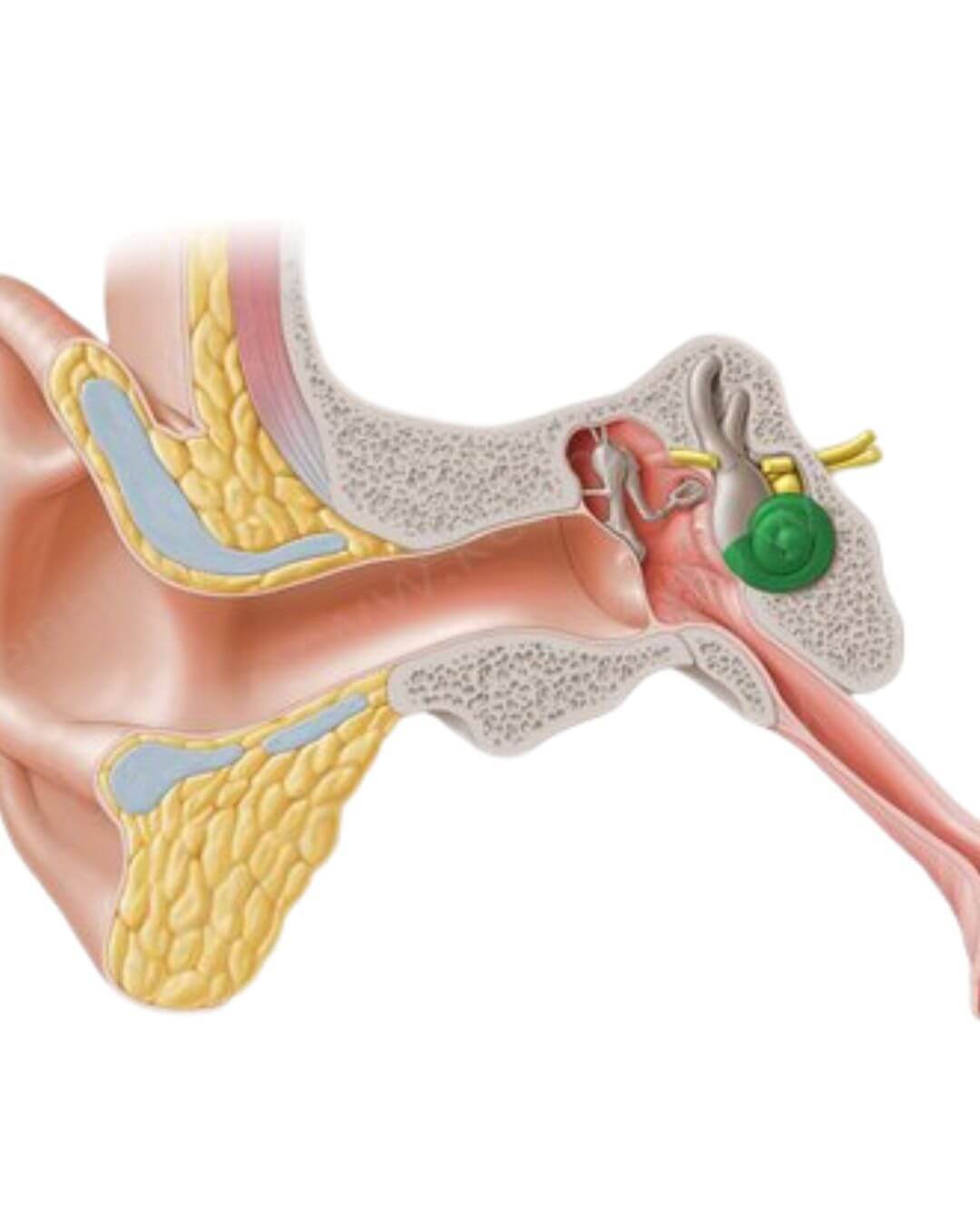 Diagramme de l'anatomie externe, moyenne et interne de l'oreille humaine dans un contexte évolutif