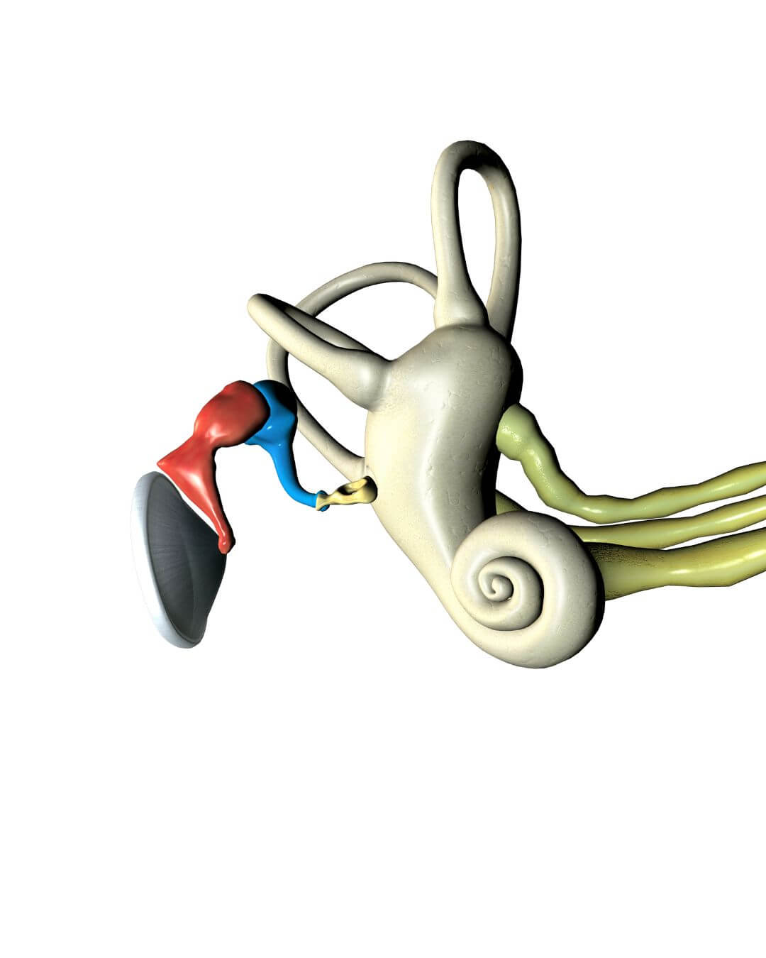 Illustration de la cochlée et des osselets de l'oreille humaine, symbolisant les idées de Tomatis sur la mémoire prénatale et le développement sensoriel, tirées de Neuf Mois au Paradis.