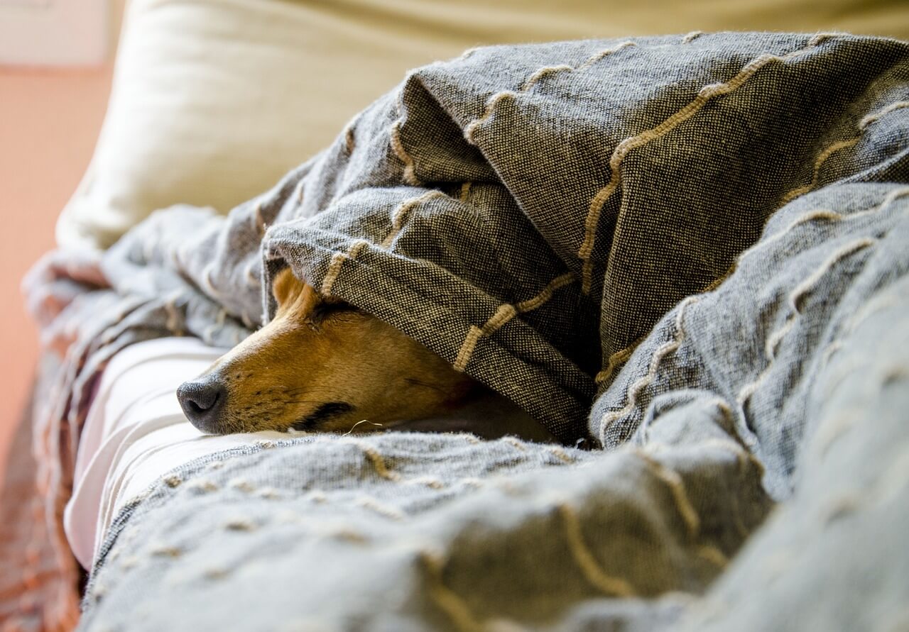 dog bed recommendations.