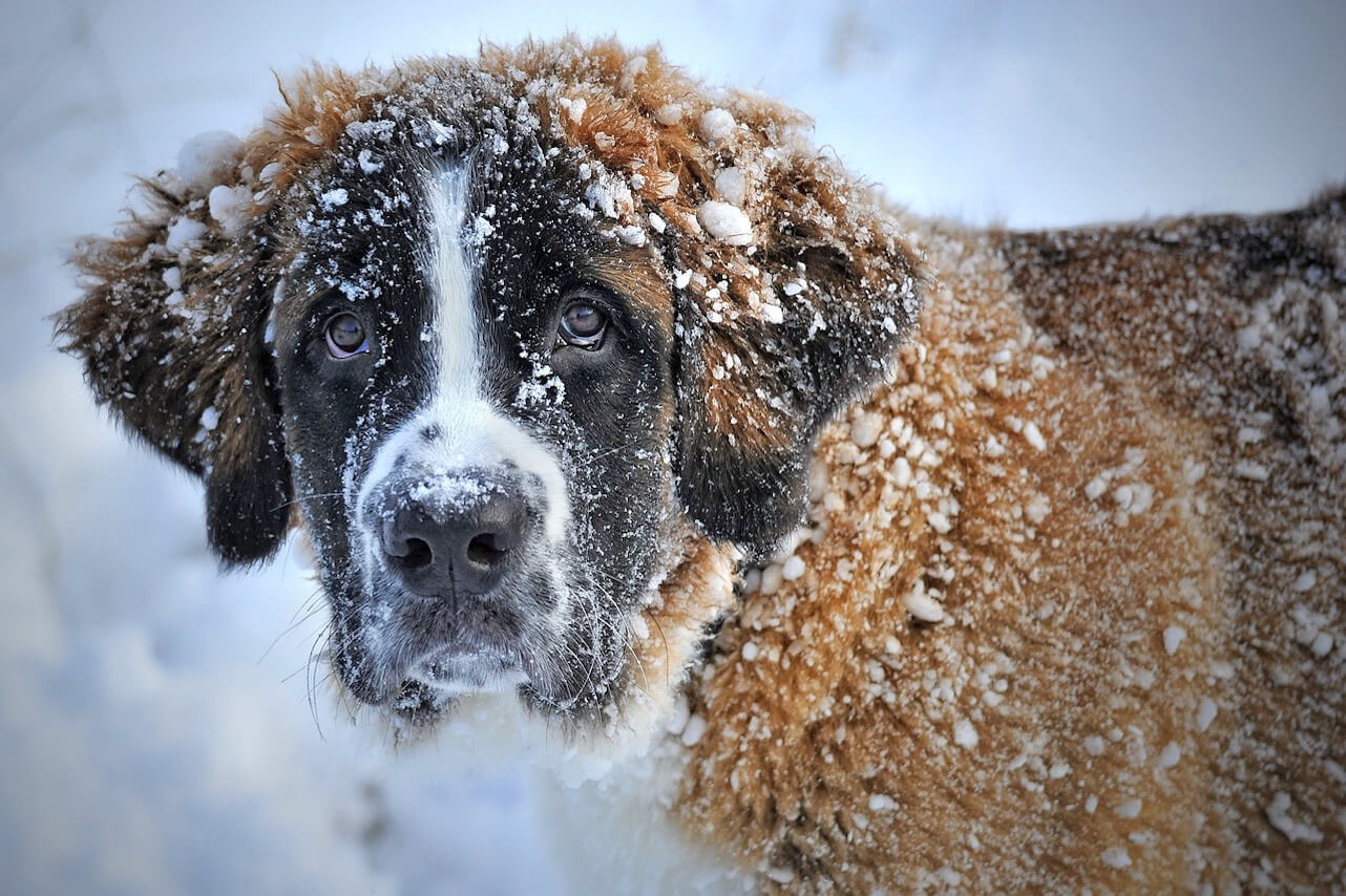 Tips for Winter Hiking with Your Dog