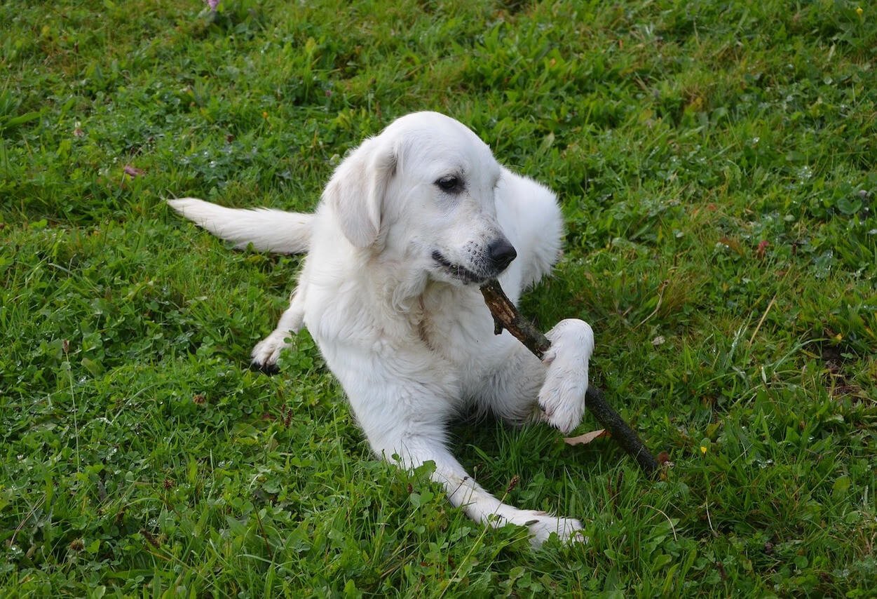 Can Dog Eat Cucumbers? Find Out Now!