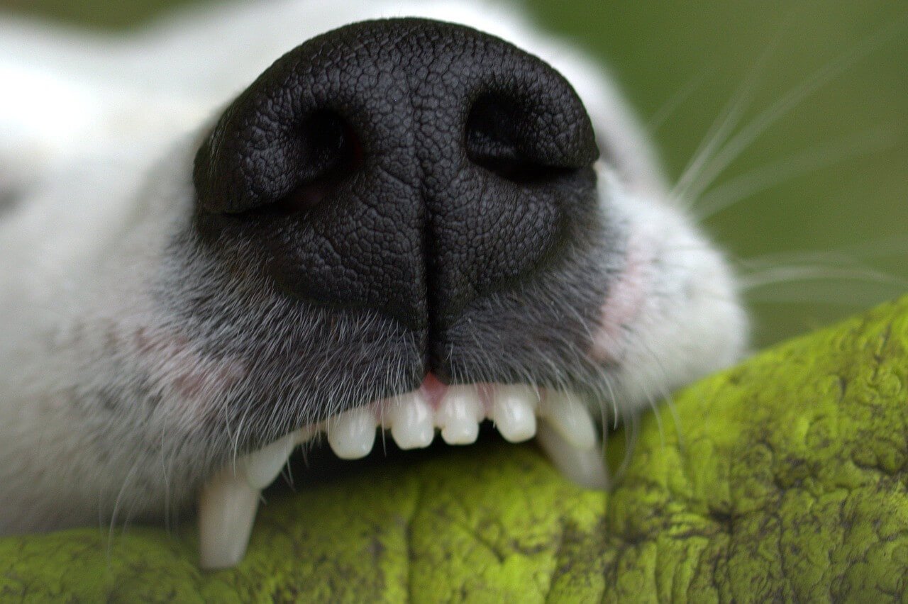 How To Brush Your Dog ’S Teeth (Expert Tips)