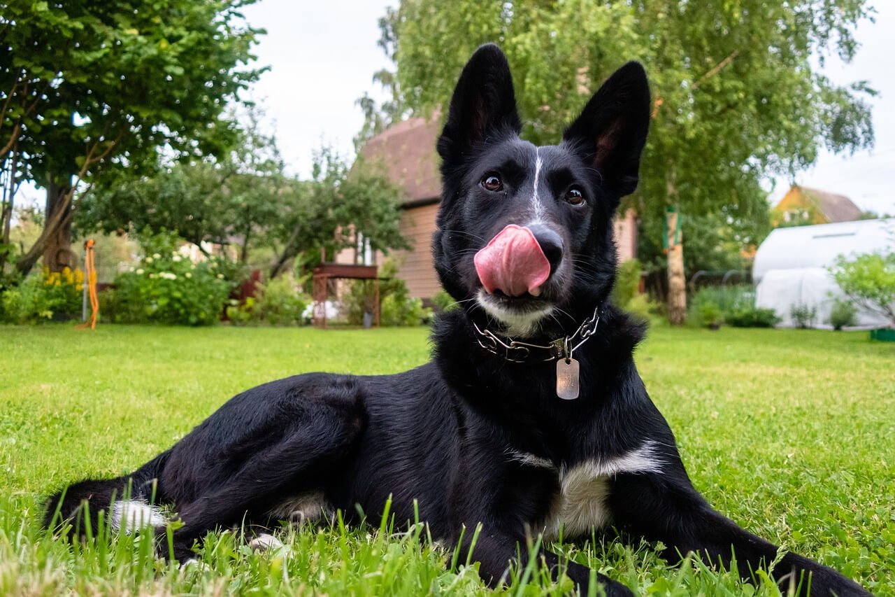 How to Understanding Your Dog Body Language (Behavior Explained)