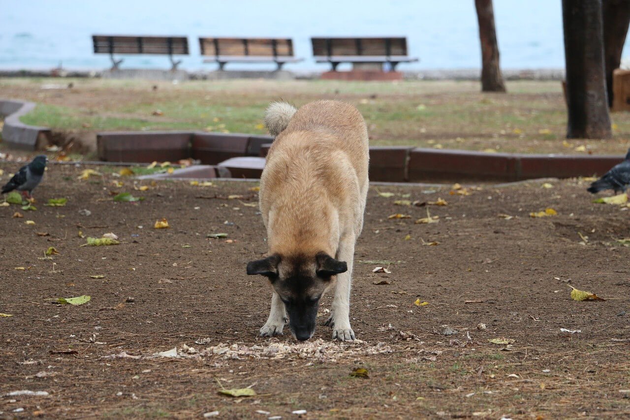 Why Do Dogs Eat Rocks? Let’s Find Out Now!