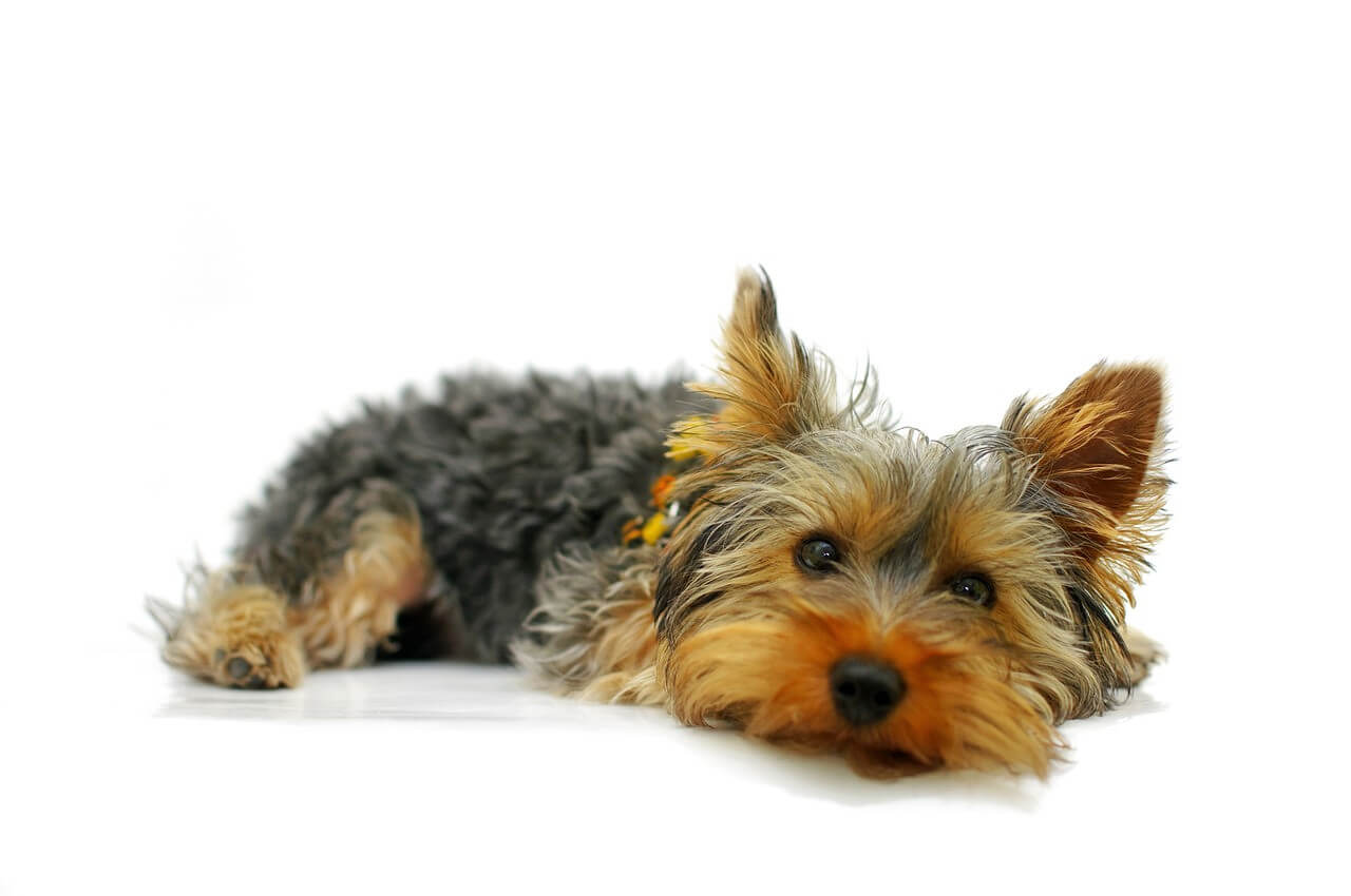 Yorkshire Terrier Information and Characteristics