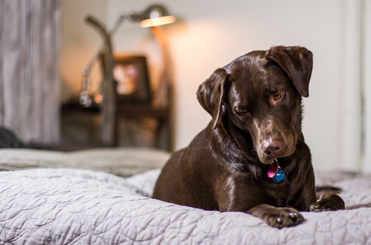 How To Choose a Perfect Dog Bed for Your Furry Friend in 2024