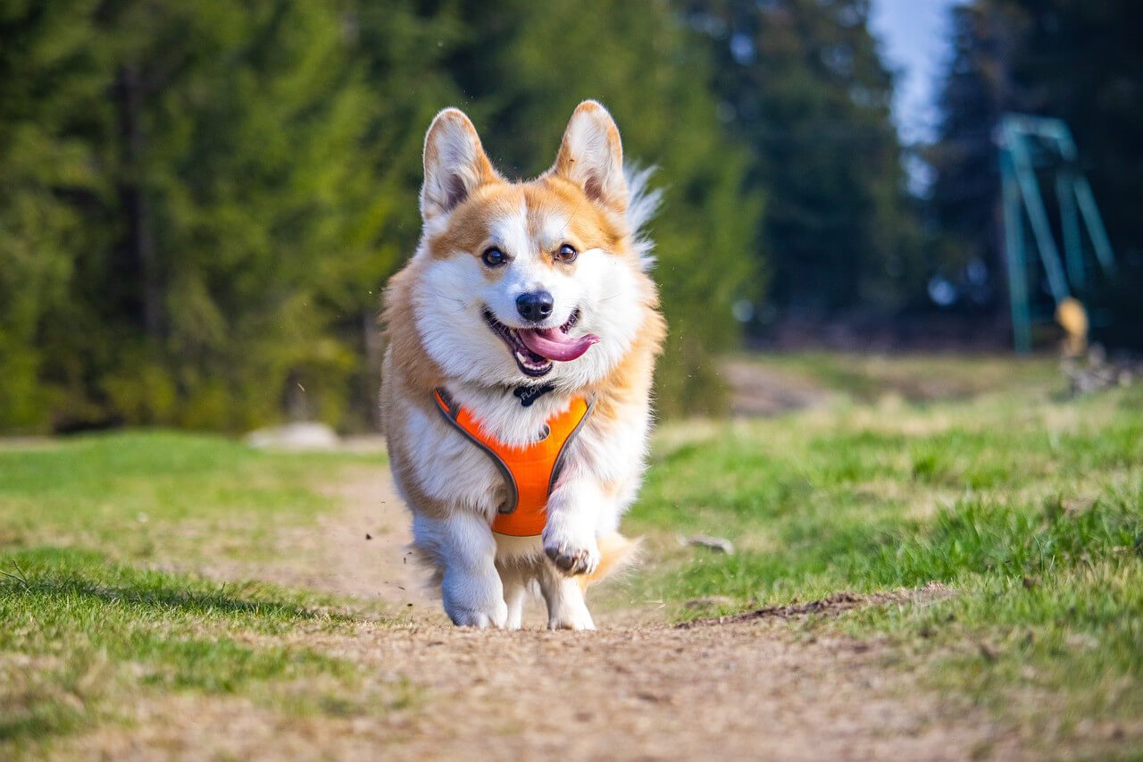 Why Your Dog Scoots? Find Out Now!