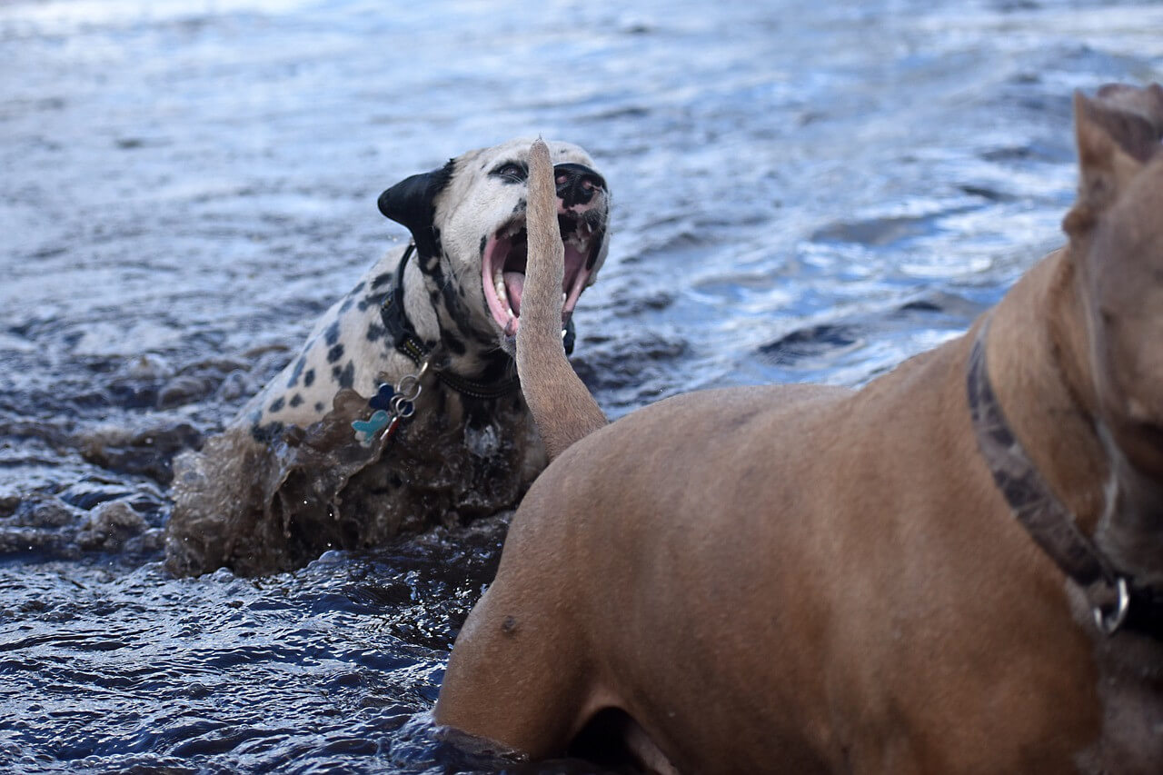 Why Do Dogs Chase Their Tails?