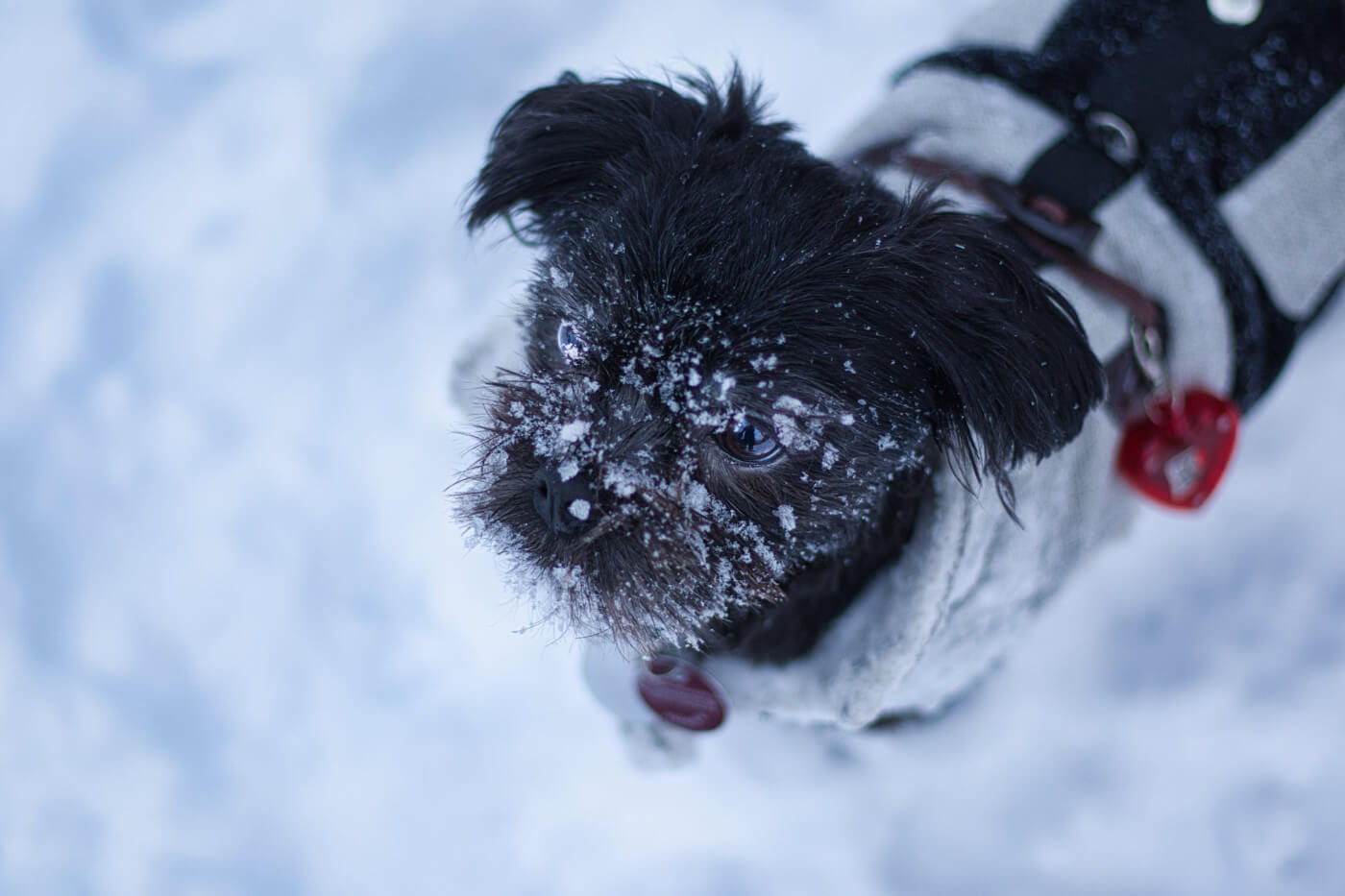 Affenpinscher Information and Characteristics