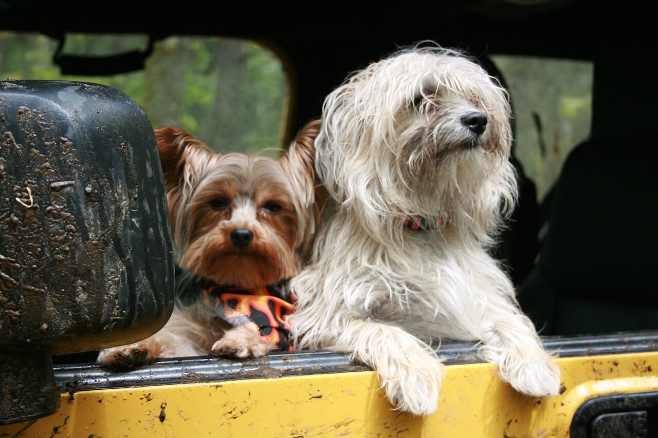 How to Keep Your Dog Comfortable During Car Rides