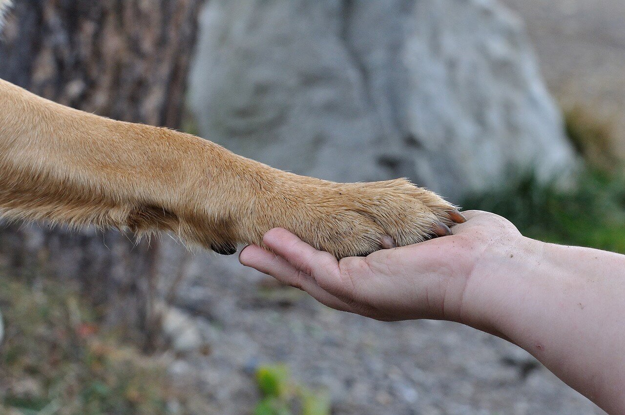 Why Does Dog Put the Paw on People