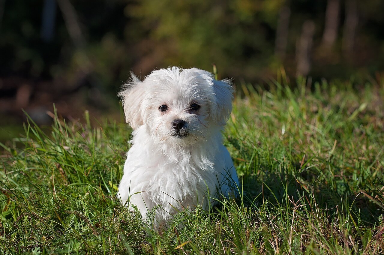 How to Keep Small Dog Health