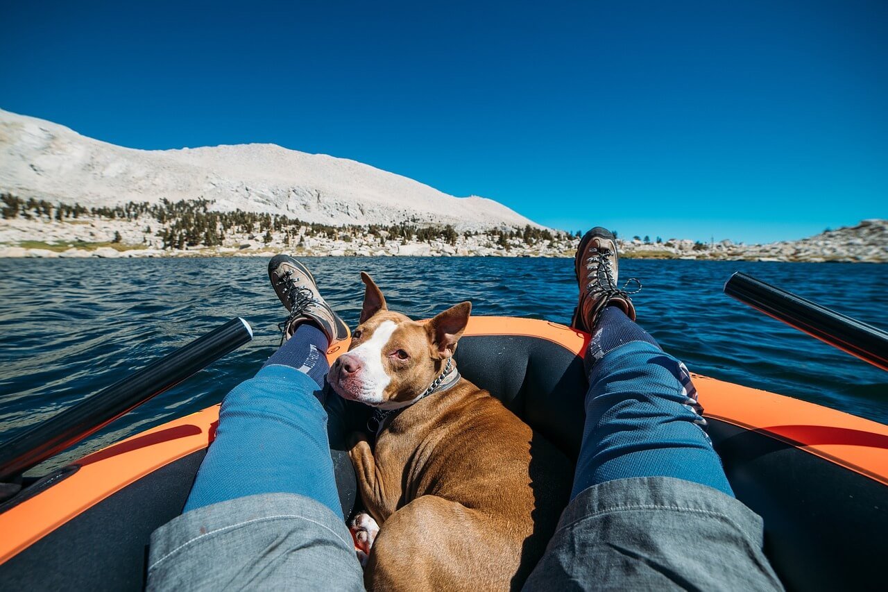 Safety Tips for Boating With Dogs