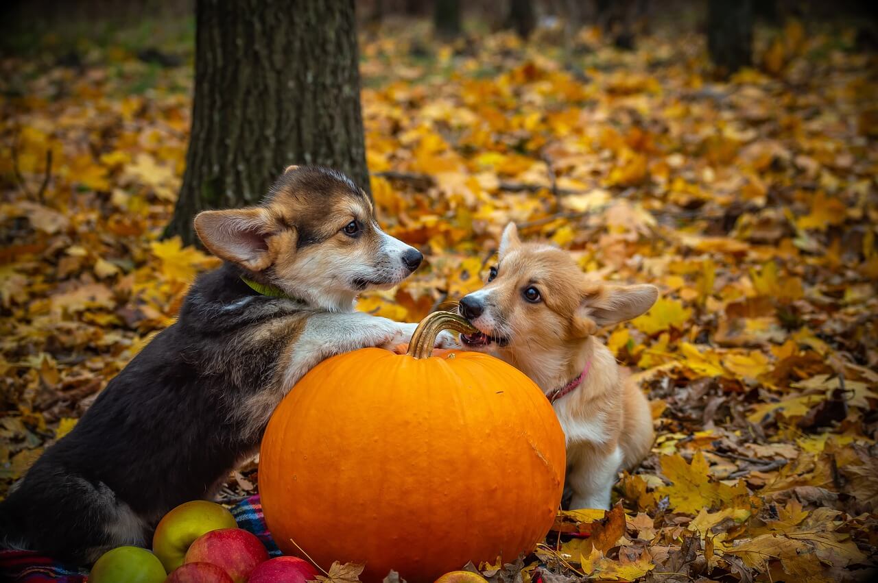 Dog Safety Tips for Halloween