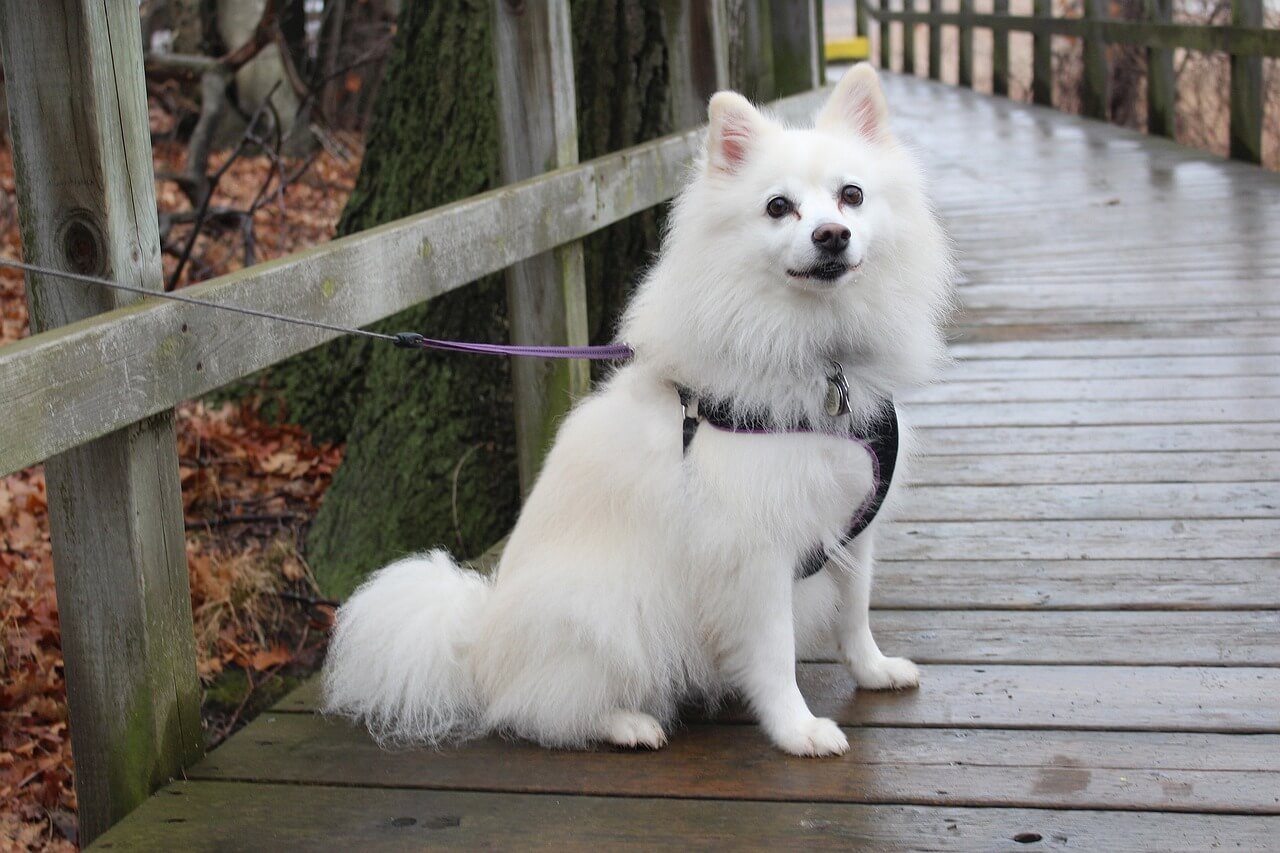 8. American Eskimo Dog: The Fluffy Performer