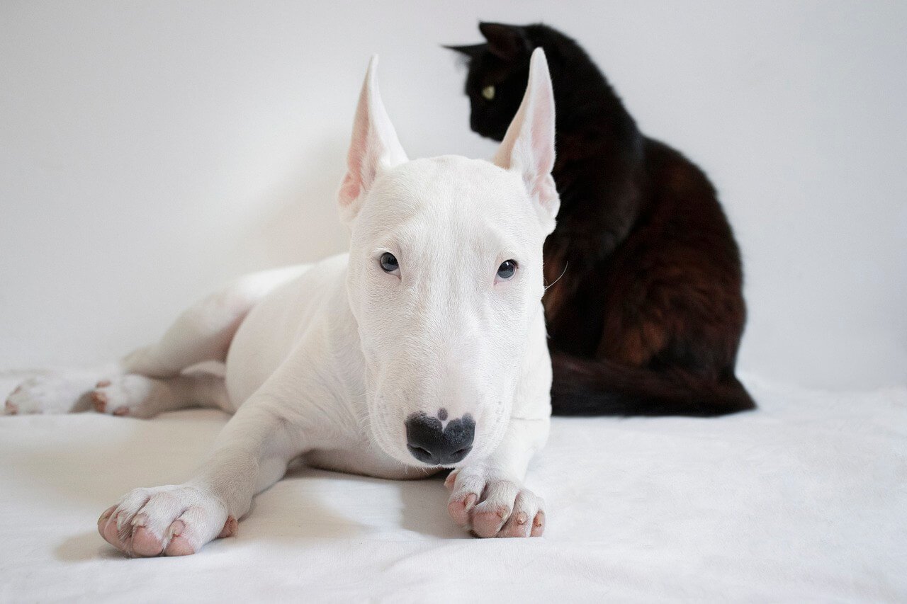 Bull Terrier Information and Characteristics