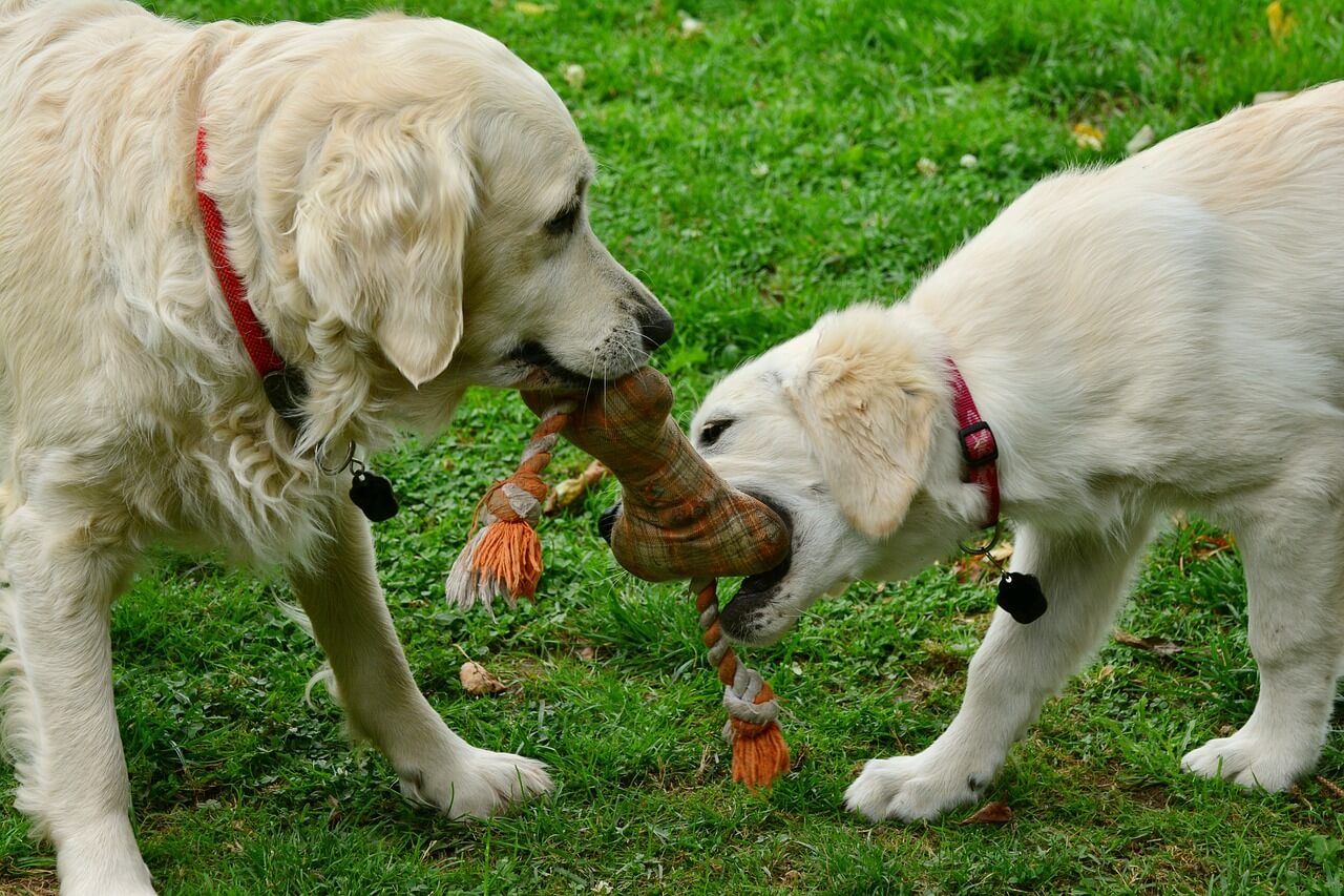 Benefits Of Chew Toys For Dogs - Here's All You Need To Know In 2022