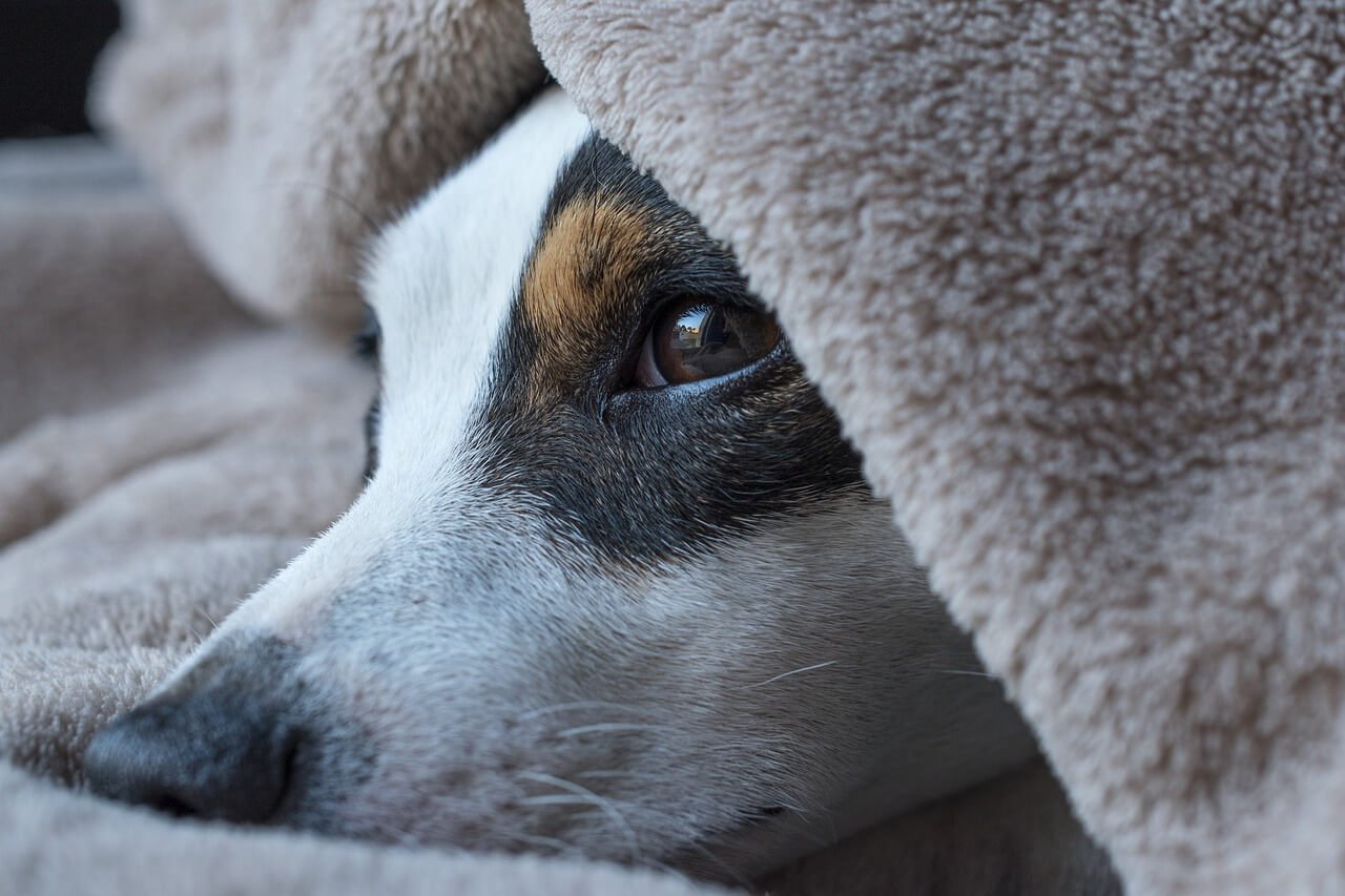 Does Your Dog Have Sleep Disorders