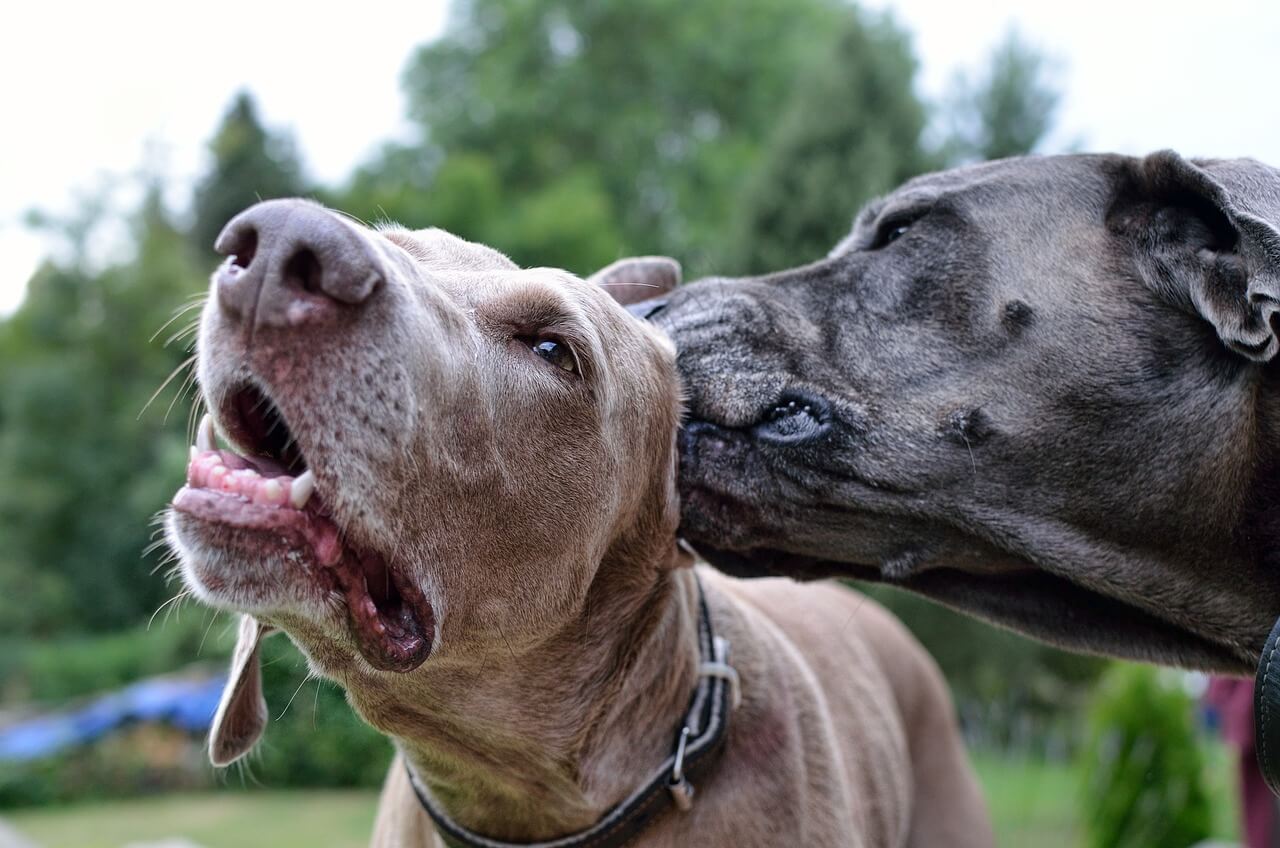 How to Clean a Dog's Ears