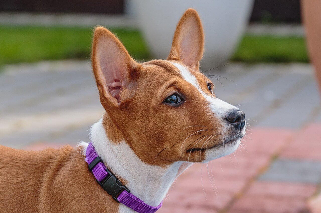 How to Care for Basenji Dogs