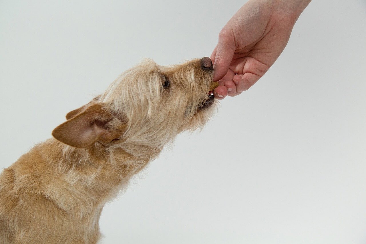 Can Dogs Eat Peaches? Find Out Now!