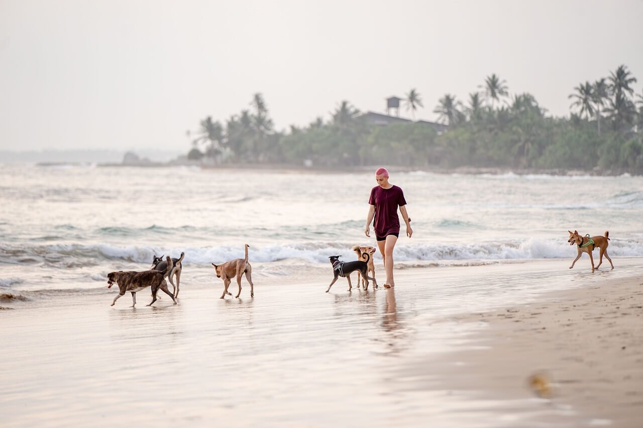 Tips for Taking Your Dog to the Beach in 2024